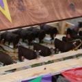 2016-07-02 Optocht - 207